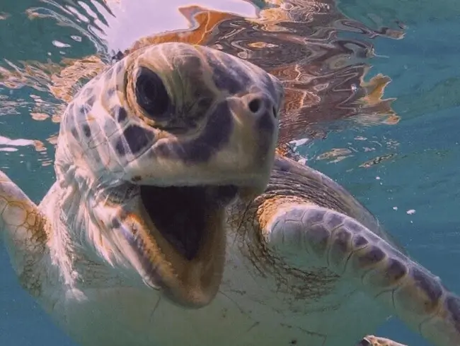 beach the nuro turtles